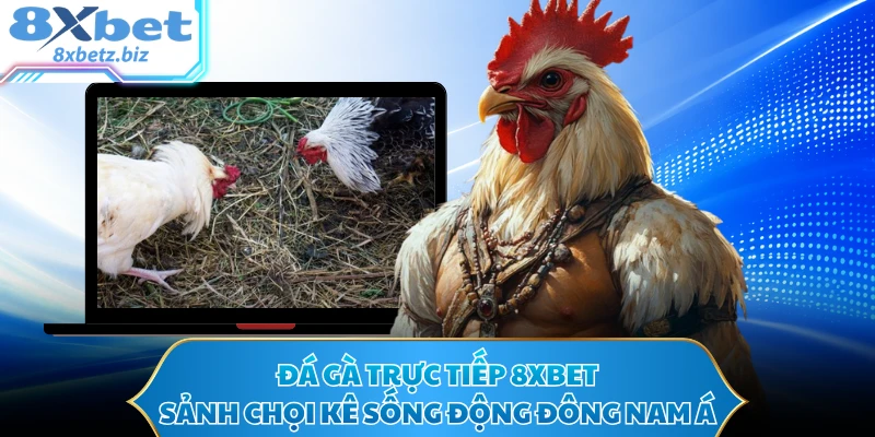 Đá Gà Trực Tiếp 8XBET - Sảnh Chọi Kê Sống Động Đông Nam Á