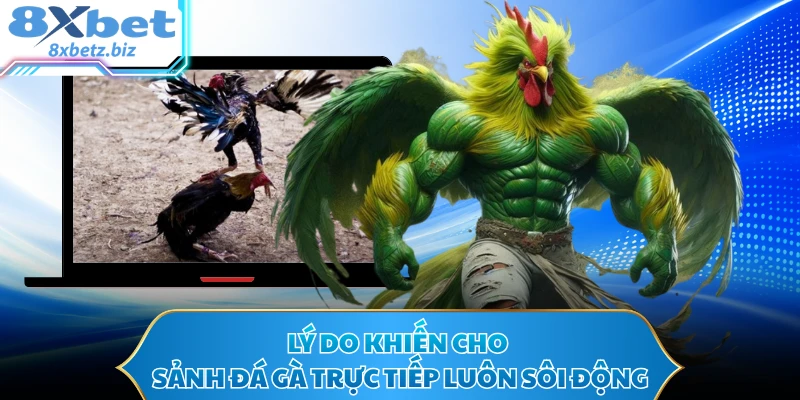 Lý do khiến cho sảnh đá gà trực tiếp luôn sôi động