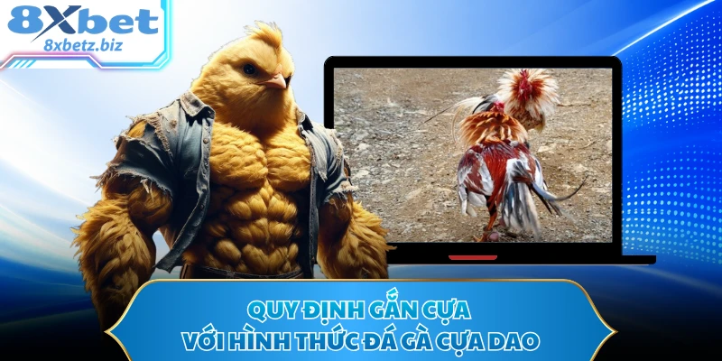 Quy định gắn cựa với hình thức đá gà cựa dao